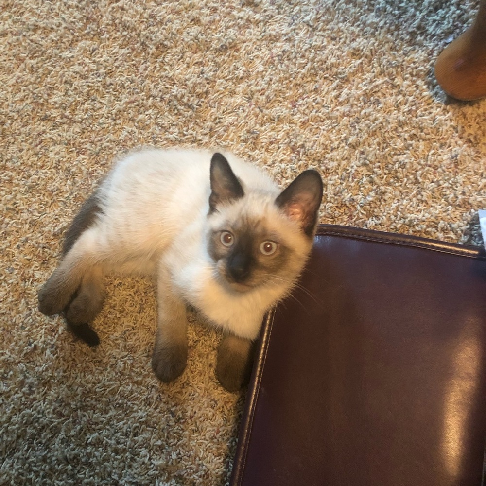 Meet your Posher, Sharon